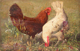 Il gallo e la gallina
